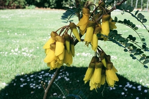 Kowhai